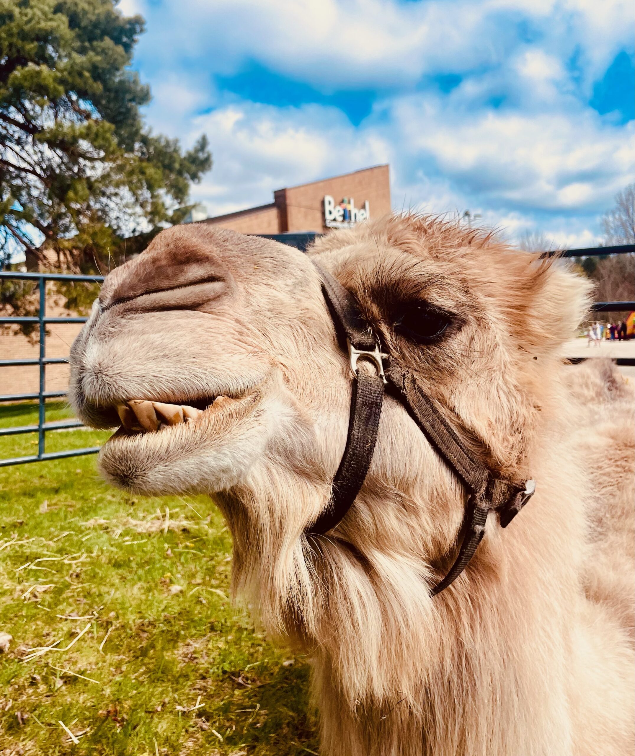 Bethel Community Education therapy animal, a camel at the Rockford, MI campus